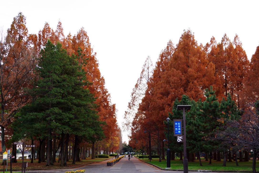 秋のメタセコイアの森画像