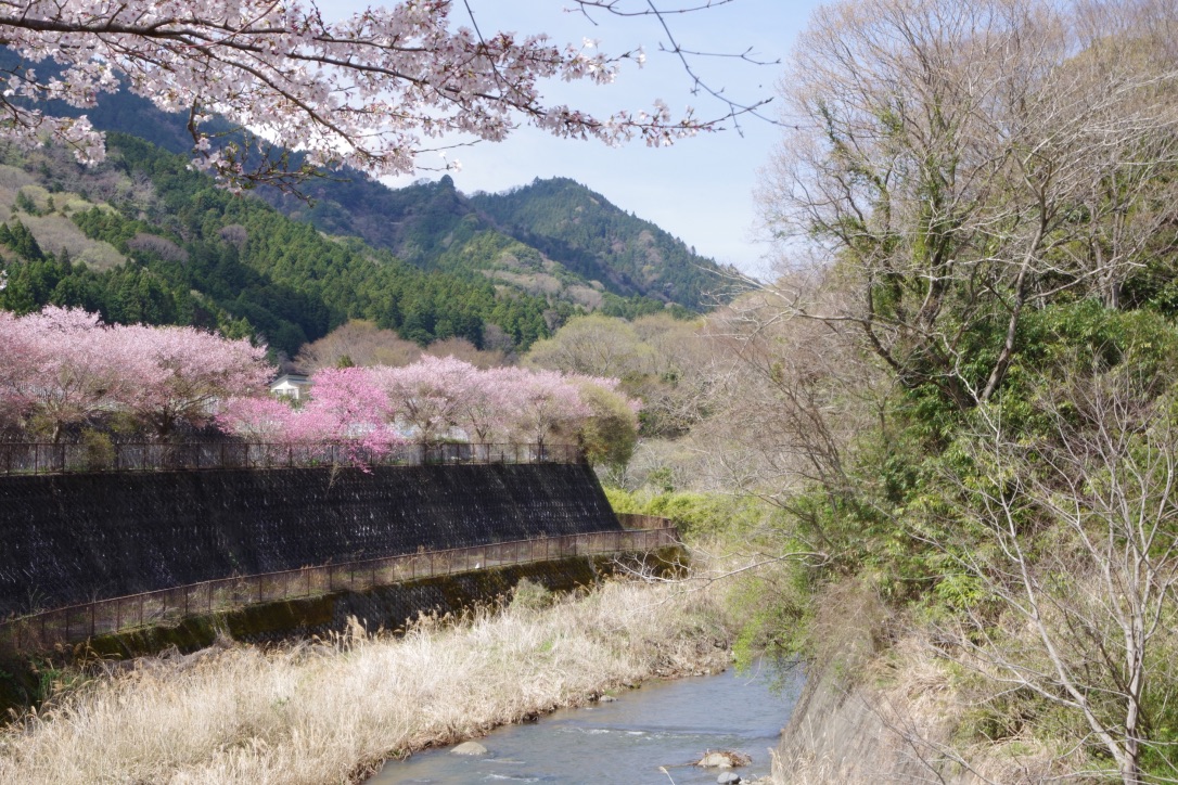 春の、道の駅清川すぐ横の散歩道画像