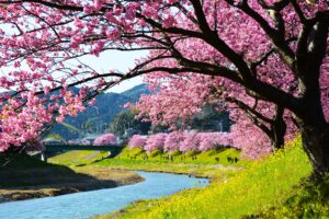 【桜の名所MAP】静岡県にある桜の名所・お花見スポット10選