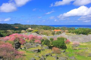 【桜の名所MAP】沖縄県にある桜の名所・お花見スポット3選