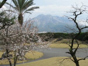 【桜の名所MAP】鹿児島県にある桜の名所・お花見スポット3選