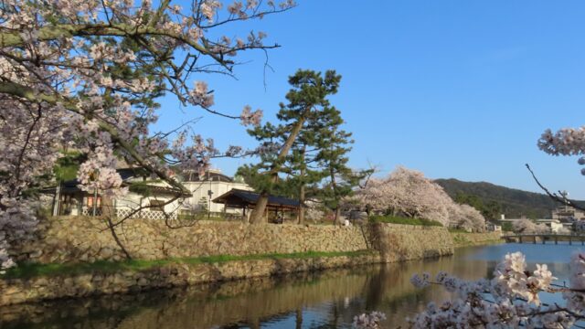 【桜の名所MAP】鳥取県にある桜の名所・お花見スポット3選