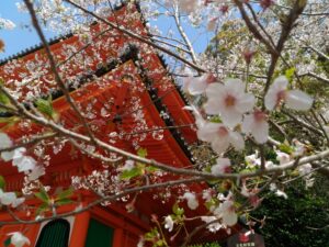 【桜の名所MAP】和歌山県にある桜の名所・お花見スポット10選