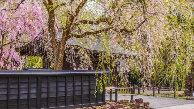 【桜の名所MAP】秋田県にある桜の名所・お花見スポット5選
